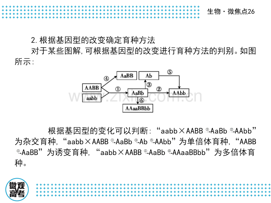 高三生物二轮复习微焦点26生物变异在育种中的应用.pptx_第3页