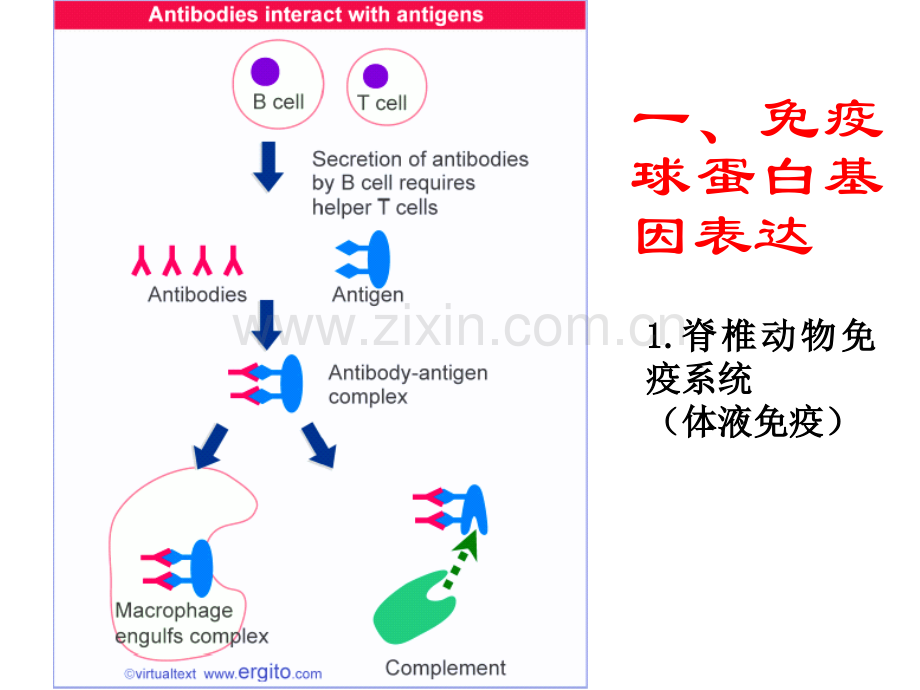 兰州大学分子生物学基因与发育.pptx_第2页