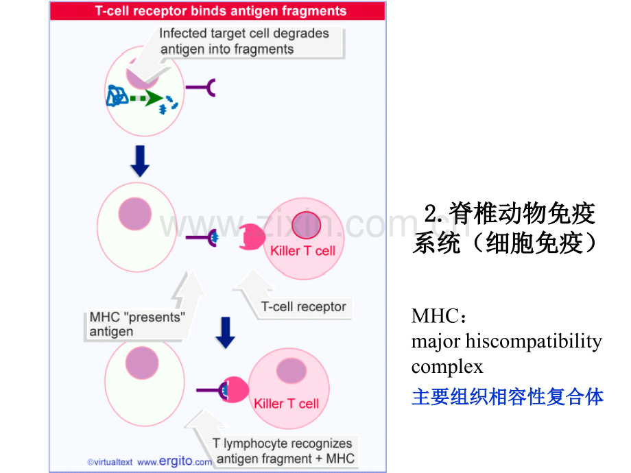 兰州大学分子生物学基因与发育.pptx_第3页