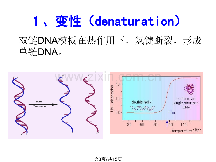 PCR反应原理.pptx_第3页