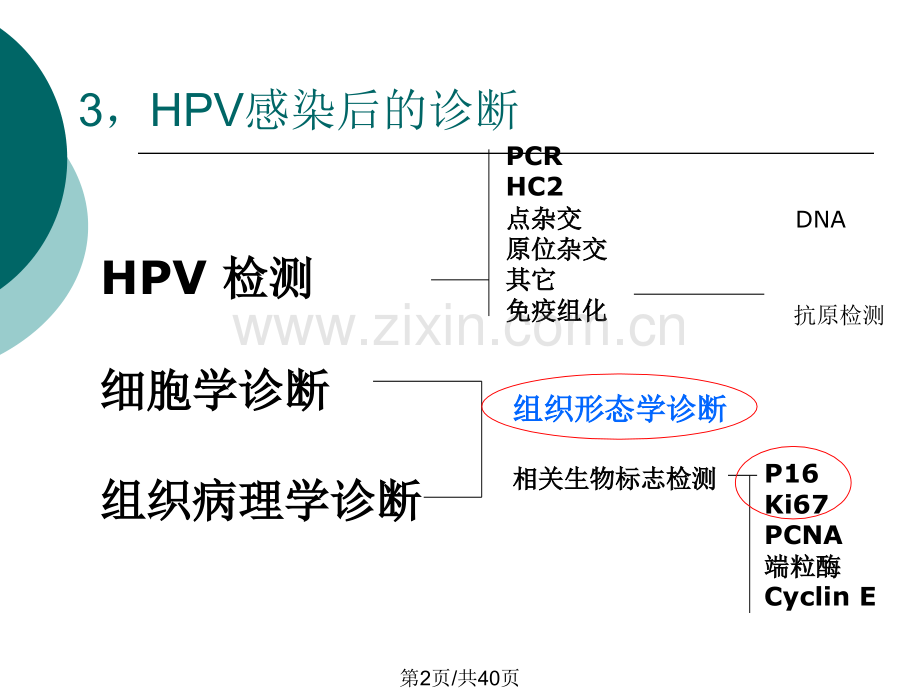 HPV感染性病变病理诊断.pptx_第2页