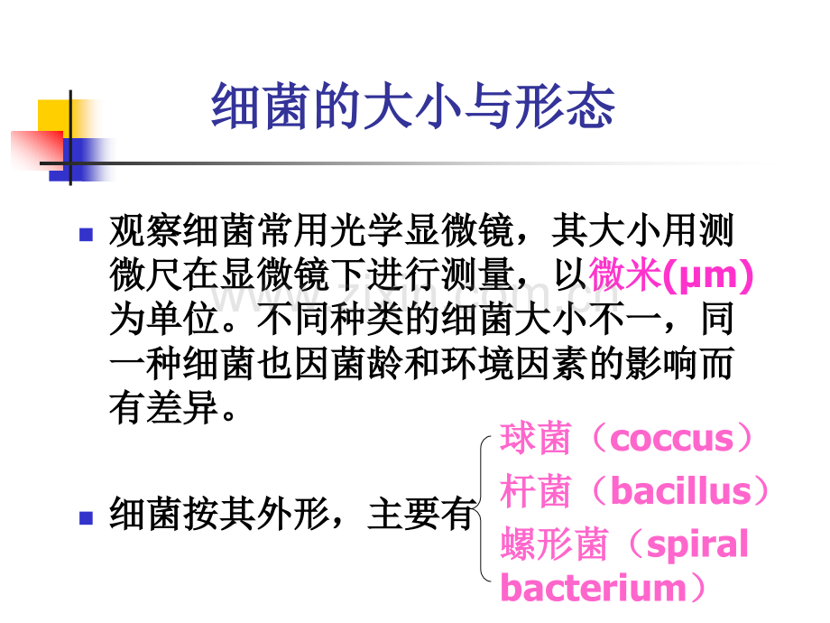 细菌的形态结构.pptx_第2页