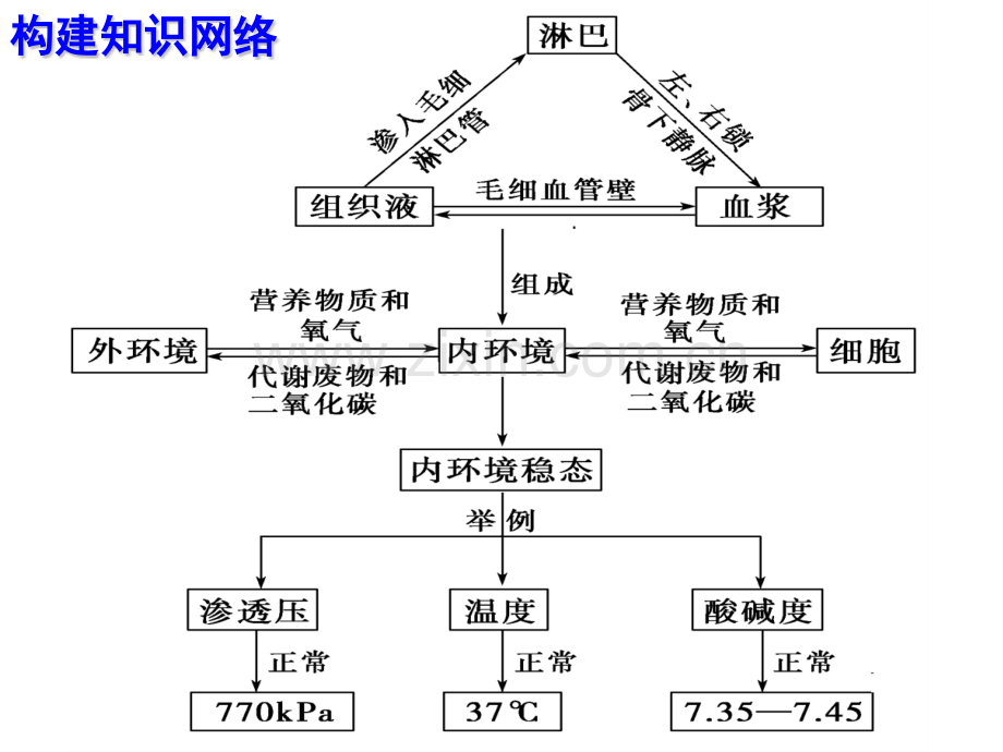 动物和人体生命活动的调节一轮复习.pptx_第1页