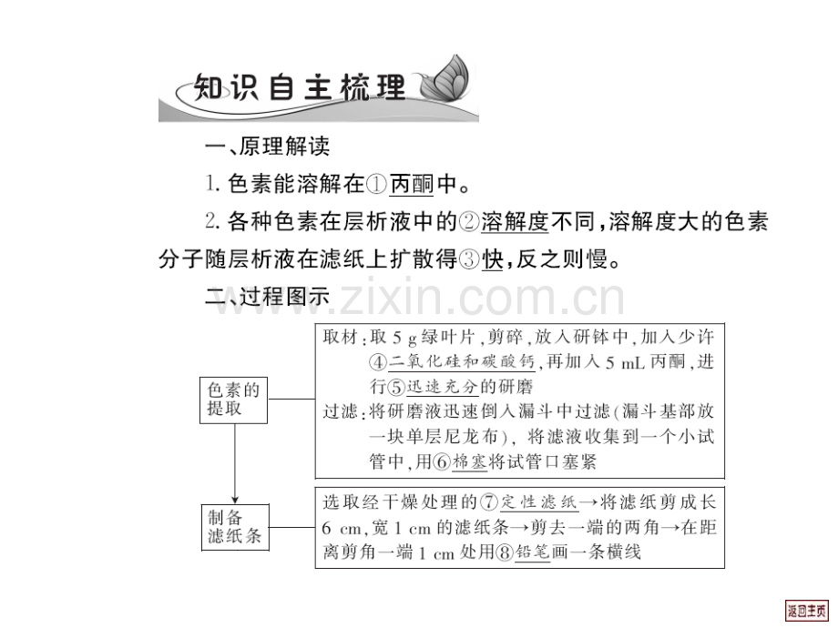 高三生物叶绿体中色素提取和分离.pptx_第2页