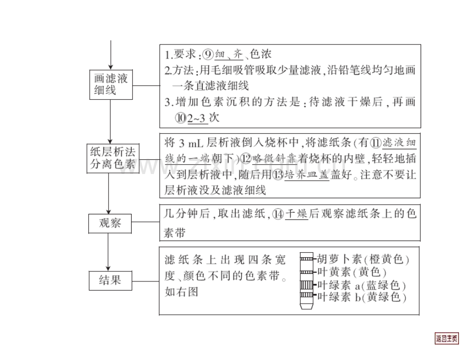 高三生物叶绿体中色素提取和分离.pptx_第3页