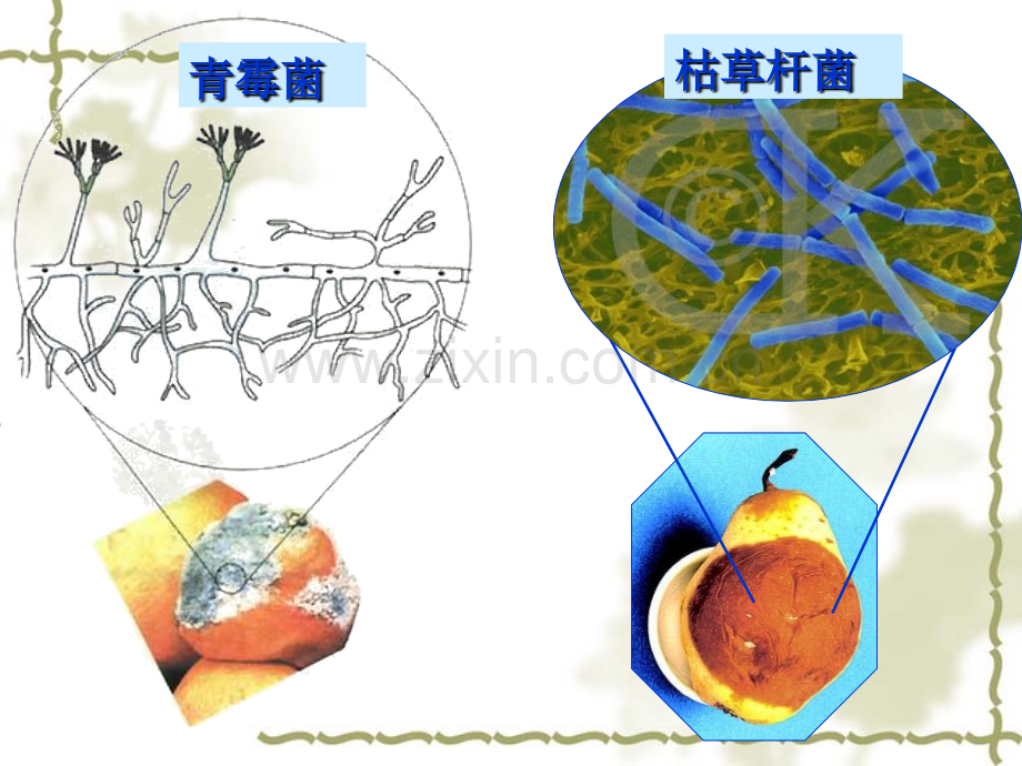 初中生物八年级上册细菌和真菌在自然界中作用.pptx_第3页