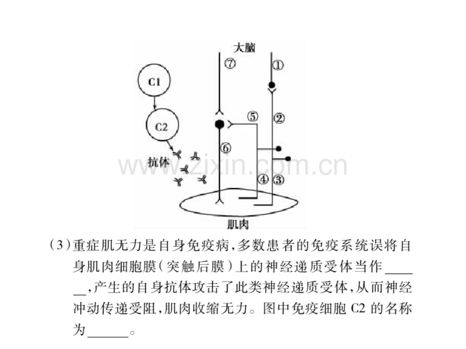 专题19-人和高等动物的神经调节.pptx_第1页