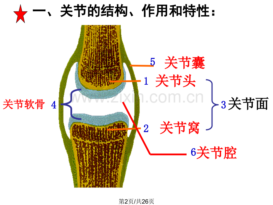 八上生物中考重点复习件.pptx_第2页