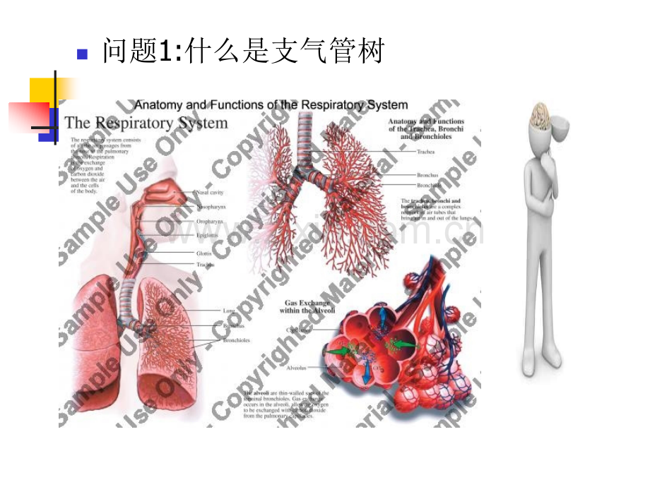 6支气管扩张病人的护理汇总.pptx_第2页