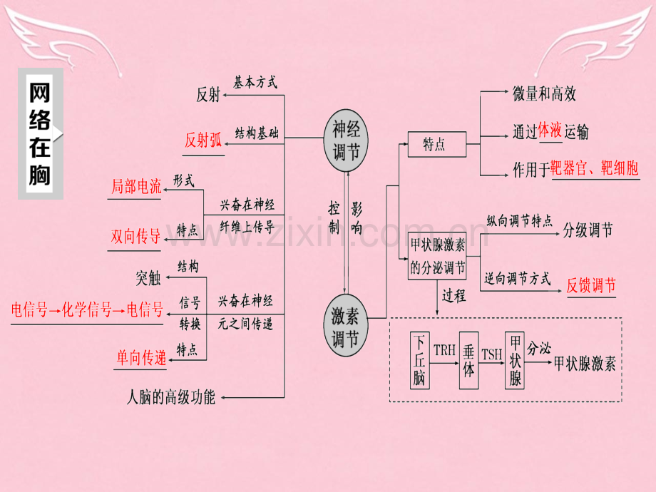 高三生物二轮复习专题三稳态系统系统两大调节方式神经调节与体液调节重点保分课.pptx_第2页