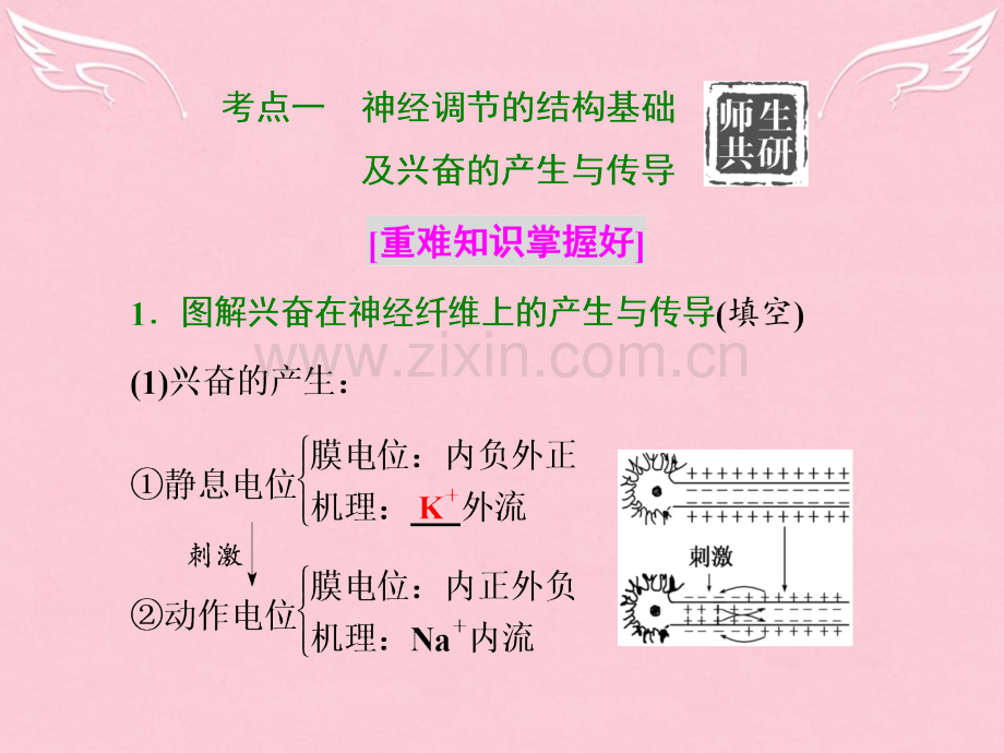 高三生物二轮复习专题三稳态系统系统两大调节方式神经调节与体液调节重点保分课.pptx_第3页