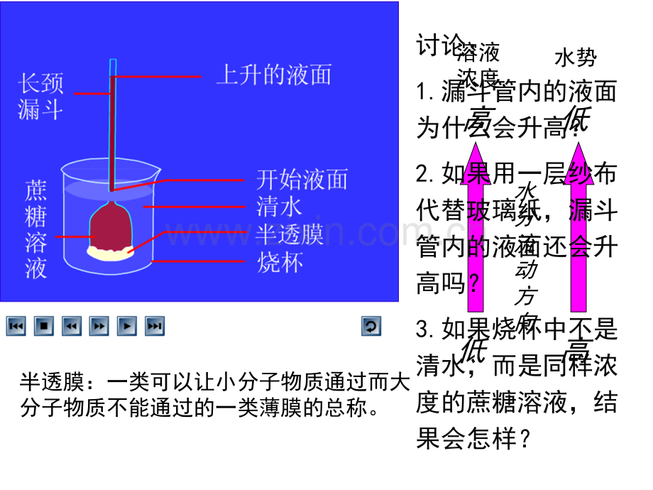 高三第一轮复习跨膜运输的实例.pptx_第2页