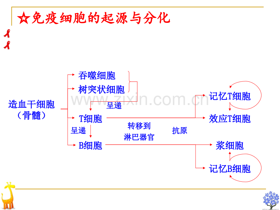 高三生物复习免疫调节公开课.pptx_第3页