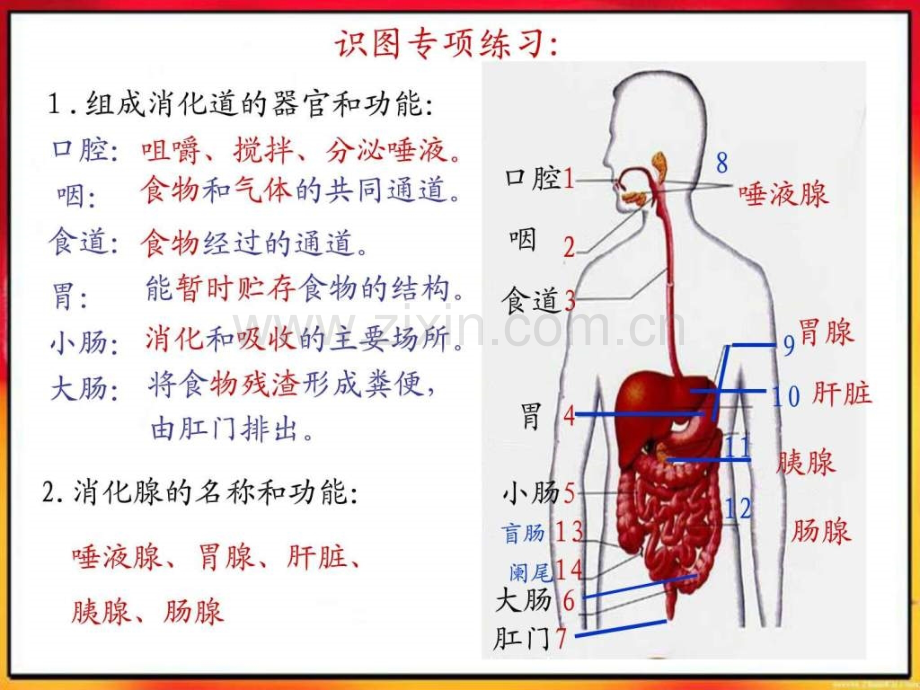 人教版初中生物会考重点图.pptx_第2页