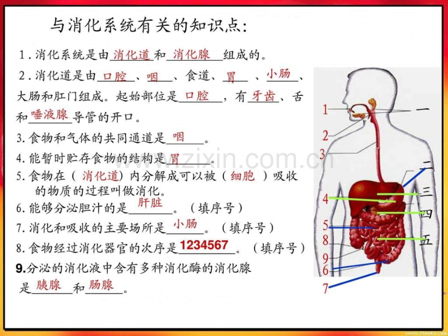 人教版初中生物会考重点图.pptx_第3页