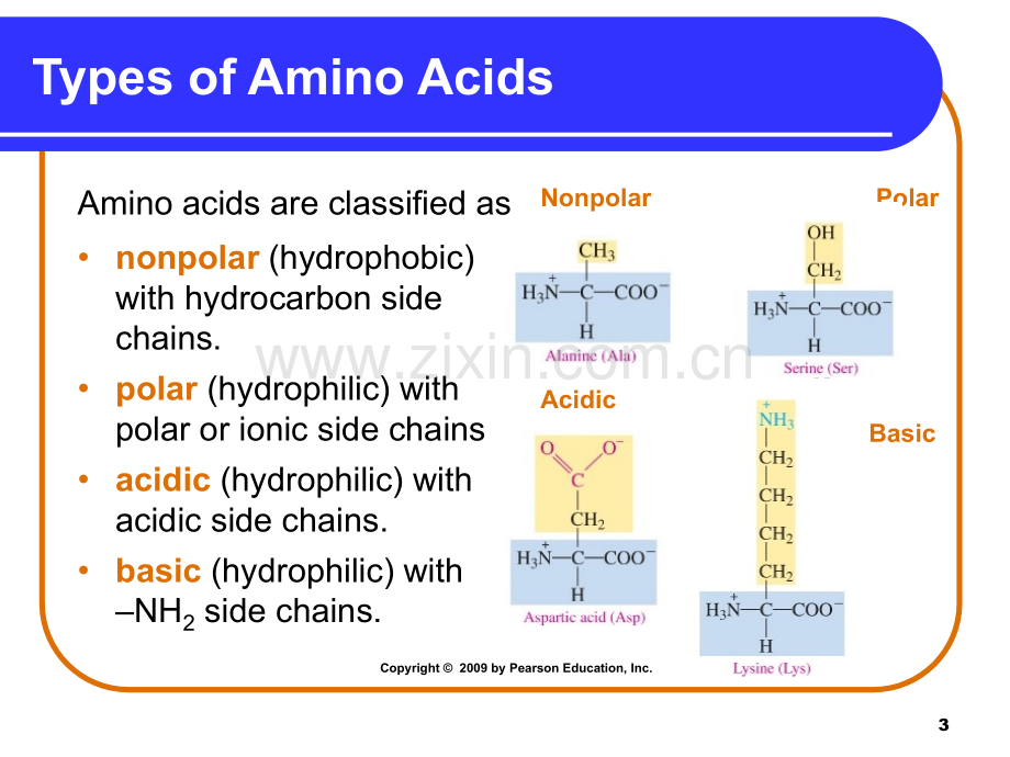 AminoAcidsProteinsandEnzymesHartnell氨基酸的蛋白质与酶.pptx_第3页