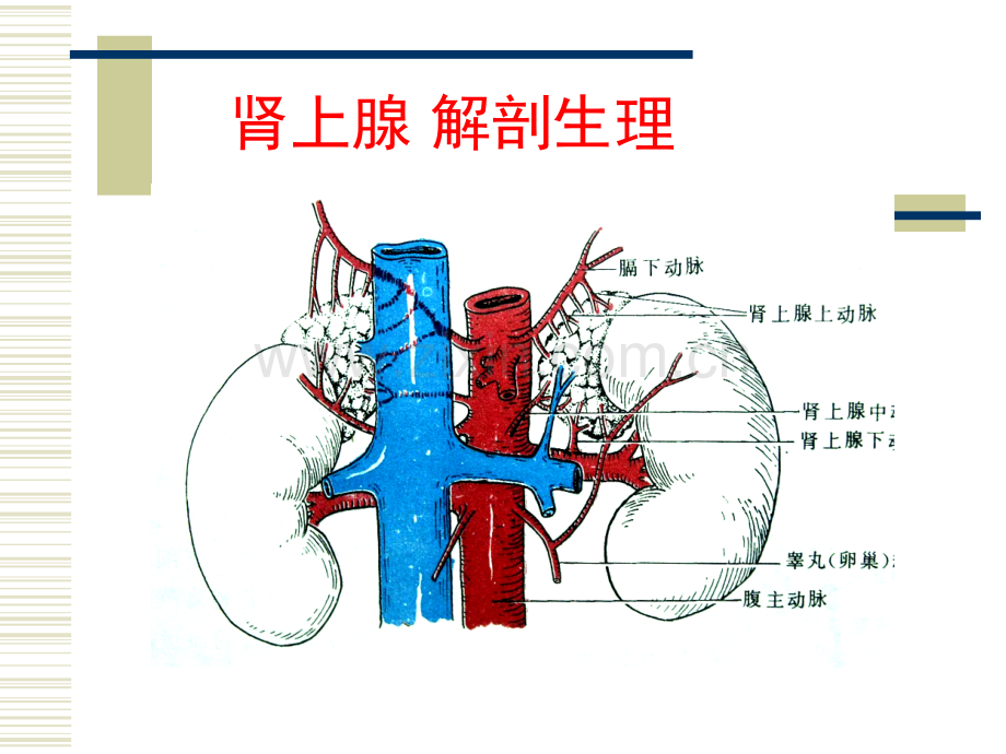 中医中药肾上腺.pptx_第3页