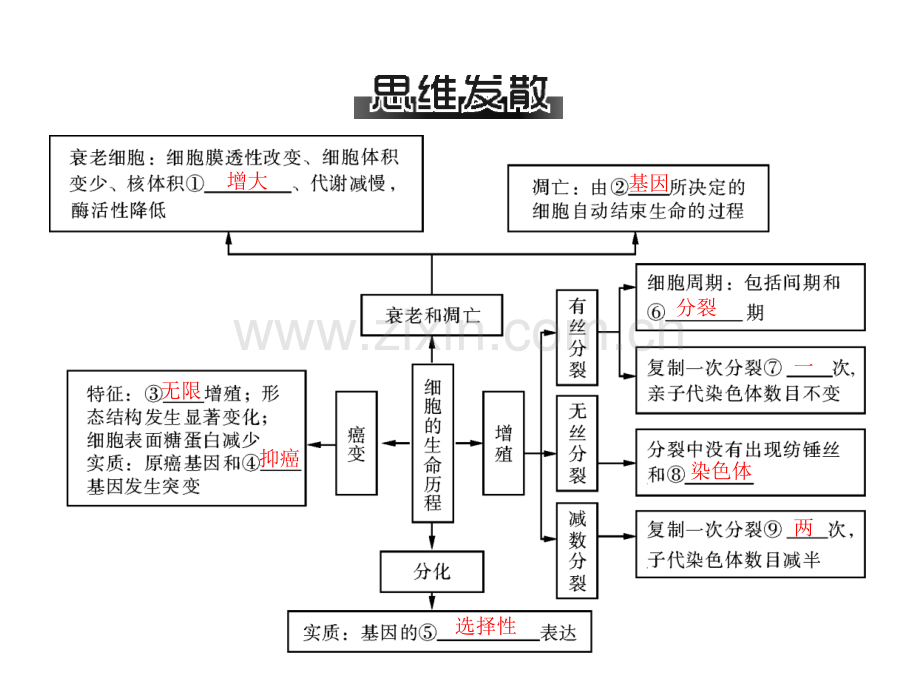 高三生物复习：专题三细胞生命历程.pptx_第3页