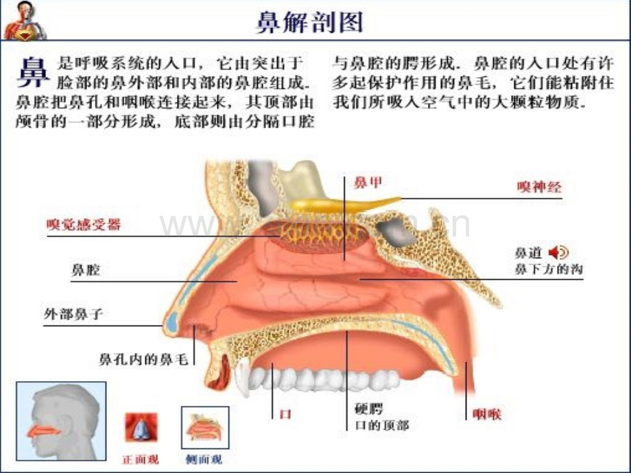 鼻出血病人护理查房.pptx_第1页