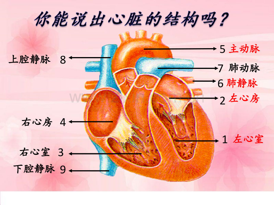 七年级生物下册血液循环.pptx_第3页