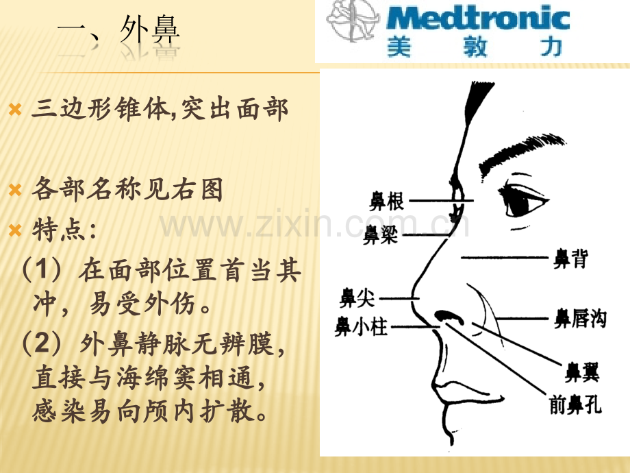 鼻的解剖.pptx_第2页