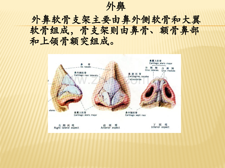 鼻的解剖.pptx_第3页