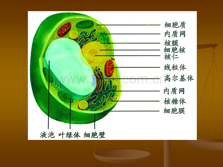 高三生物复习细胞器.pptx_第2页