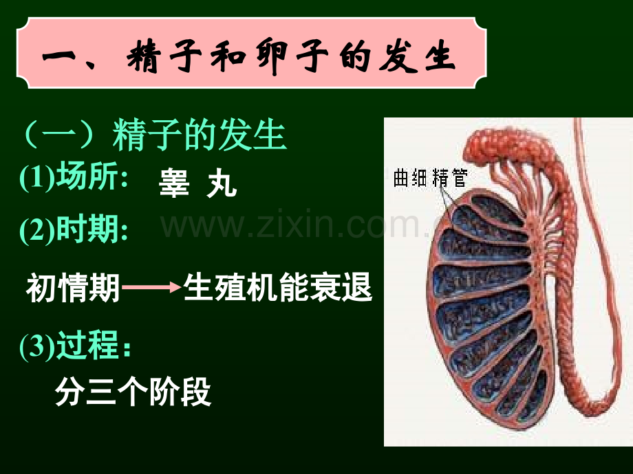 高三生物胚胎工程.pptx_第1页