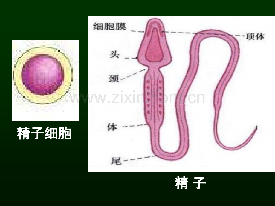 高三生物胚胎工程.pptx_第3页