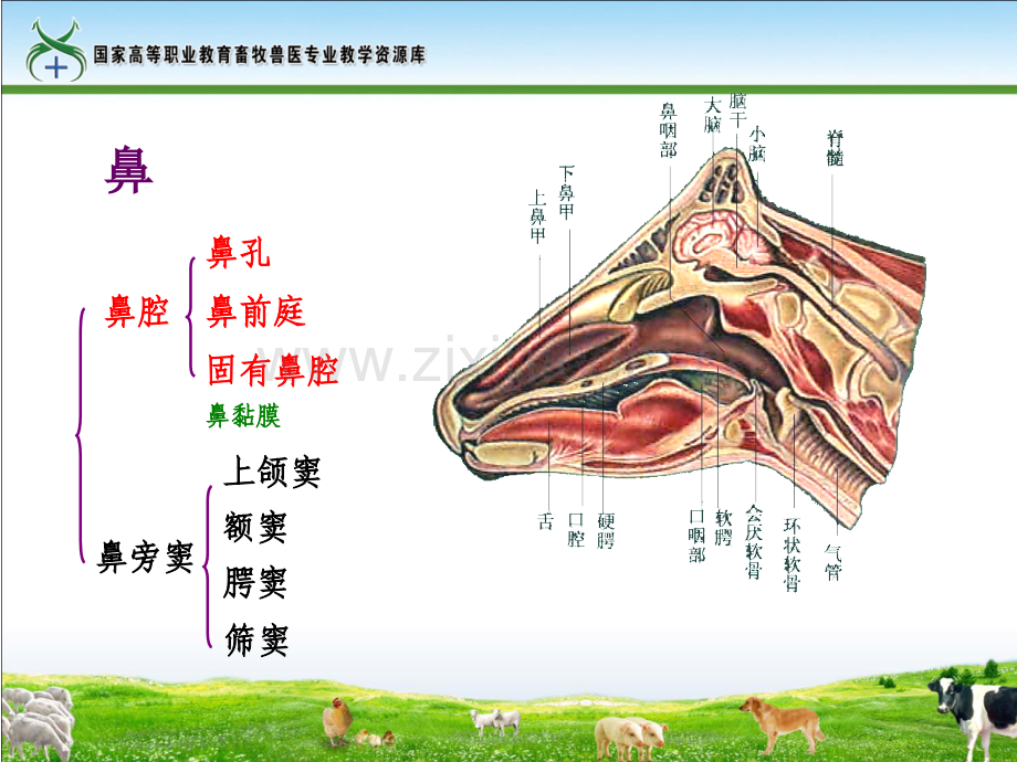 任务1呼吸系统的组成及其形态位置及结构.pptx_第3页