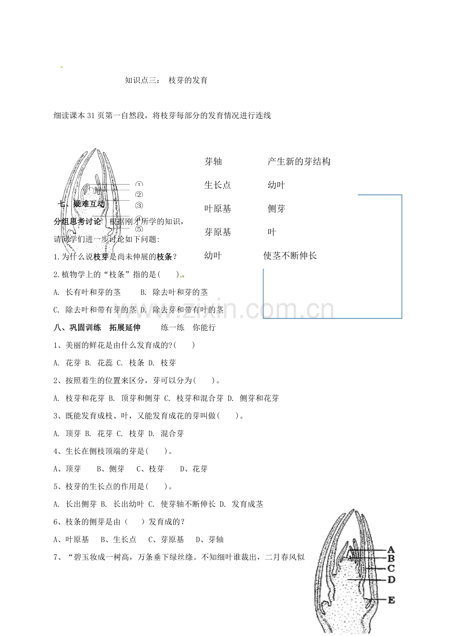 八年级生物上册-416-芽的类型和发育时学案无答案新版济南版.doc_第3页