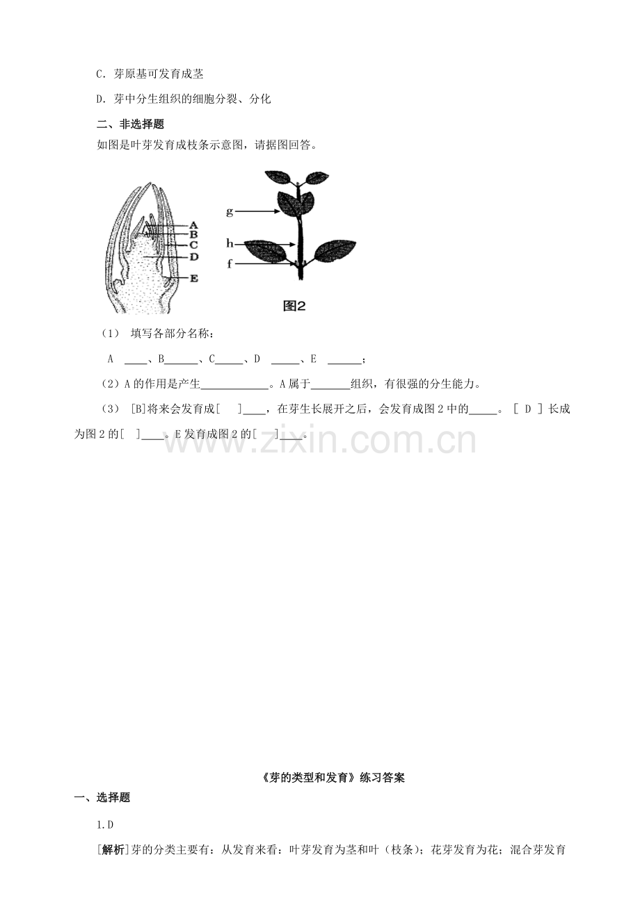 八年级生物上册-16芽的类型和发育练习-新版济南版1.doc_第2页