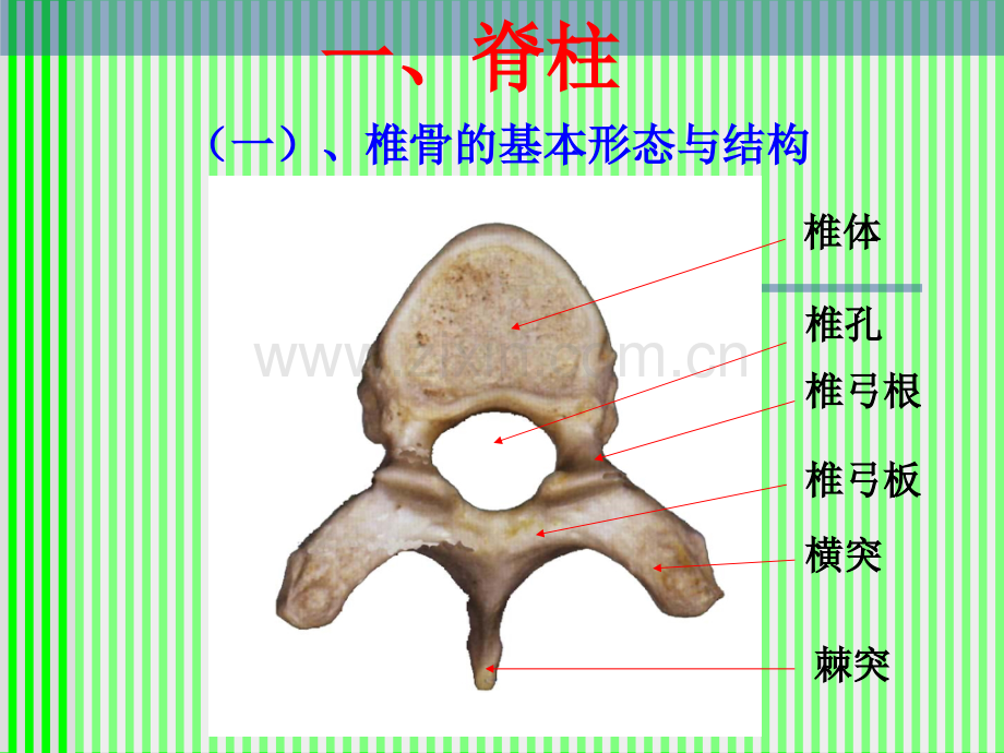 课件PPT课件脊柱解剖图颈胸腰椎.pptx_第3页