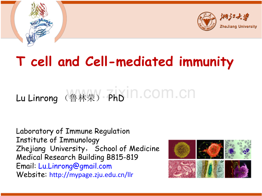 浙江大学医学免疫学免疫1012T细胞.pptx_第1页