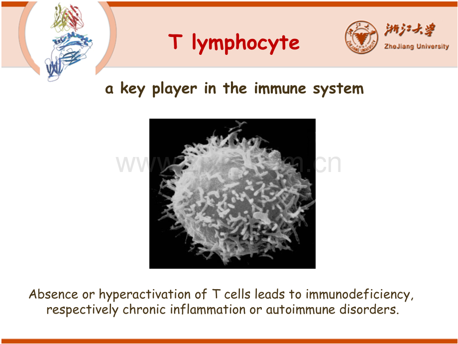 浙江大学医学免疫学免疫1012T细胞.pptx_第2页