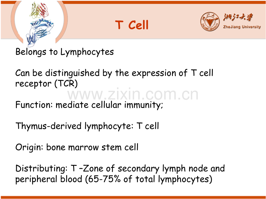 浙江大学医学免疫学免疫1012T细胞.pptx_第3页