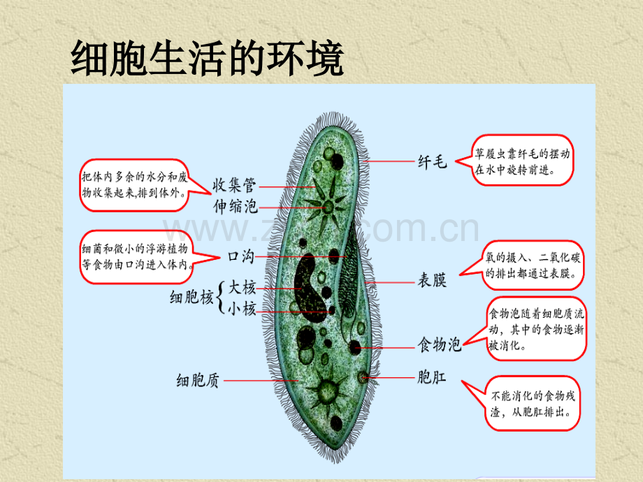 高三生物复习-人体内环境与稳态.pptx_第1页