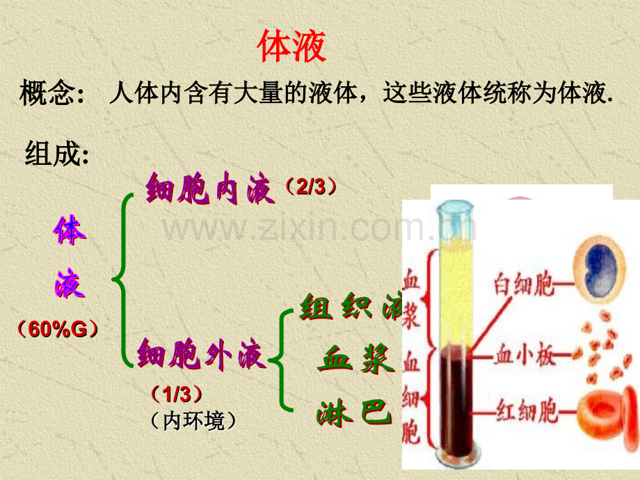 高三生物复习-人体内环境与稳态.pptx_第2页