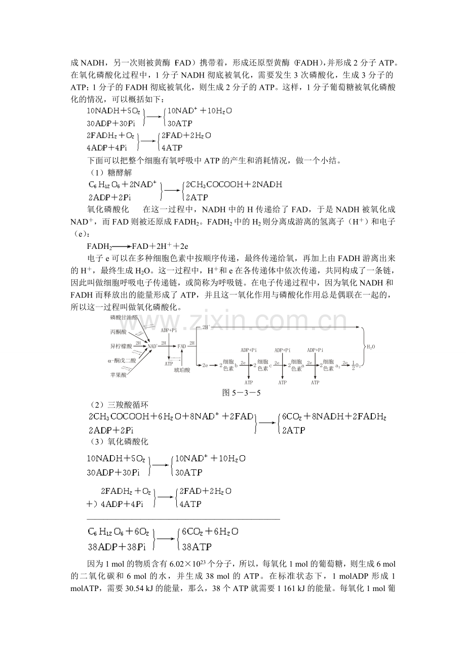 福建省人教版高中生物必修1备课资料53-TP的主要来源——细胞呼吸.doc_第2页