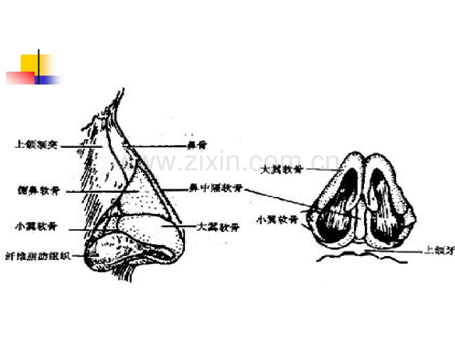 鼻的应用解剖学.pptx_第3页