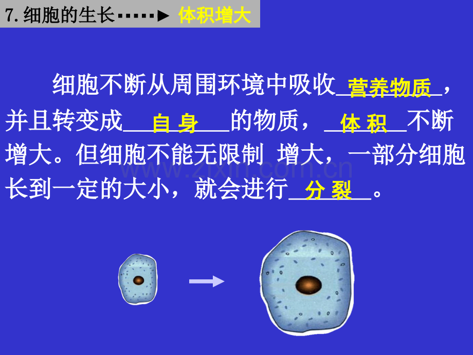 22细胞怎样构成生物体复习.pptx_第3页