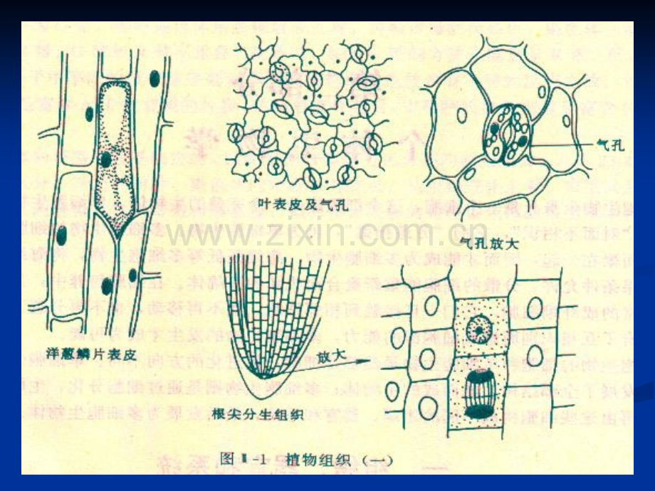 5个体生物学.pptx_第2页