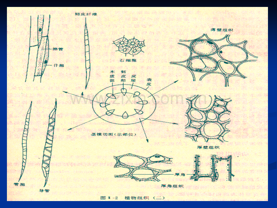 5个体生物学.pptx_第3页