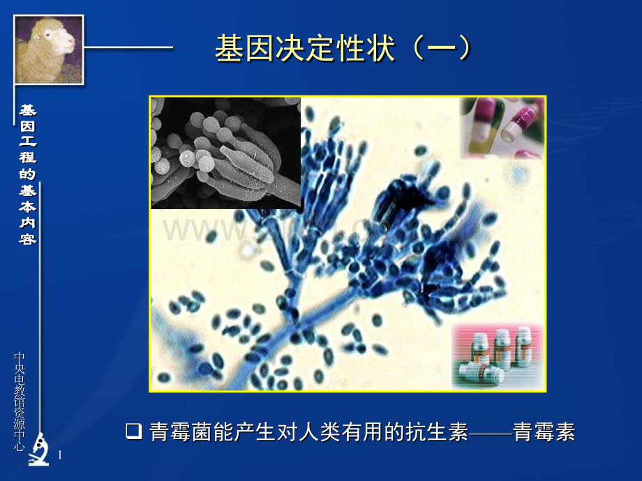 高三生物基因工程基本内容.pptx_第1页