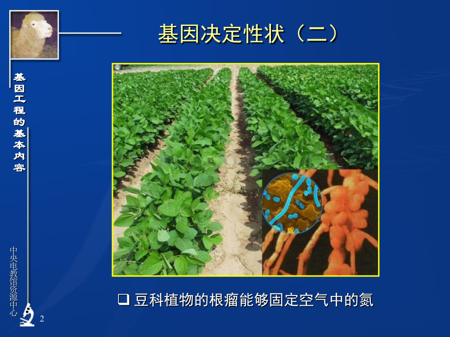 高三生物基因工程基本内容.pptx_第2页