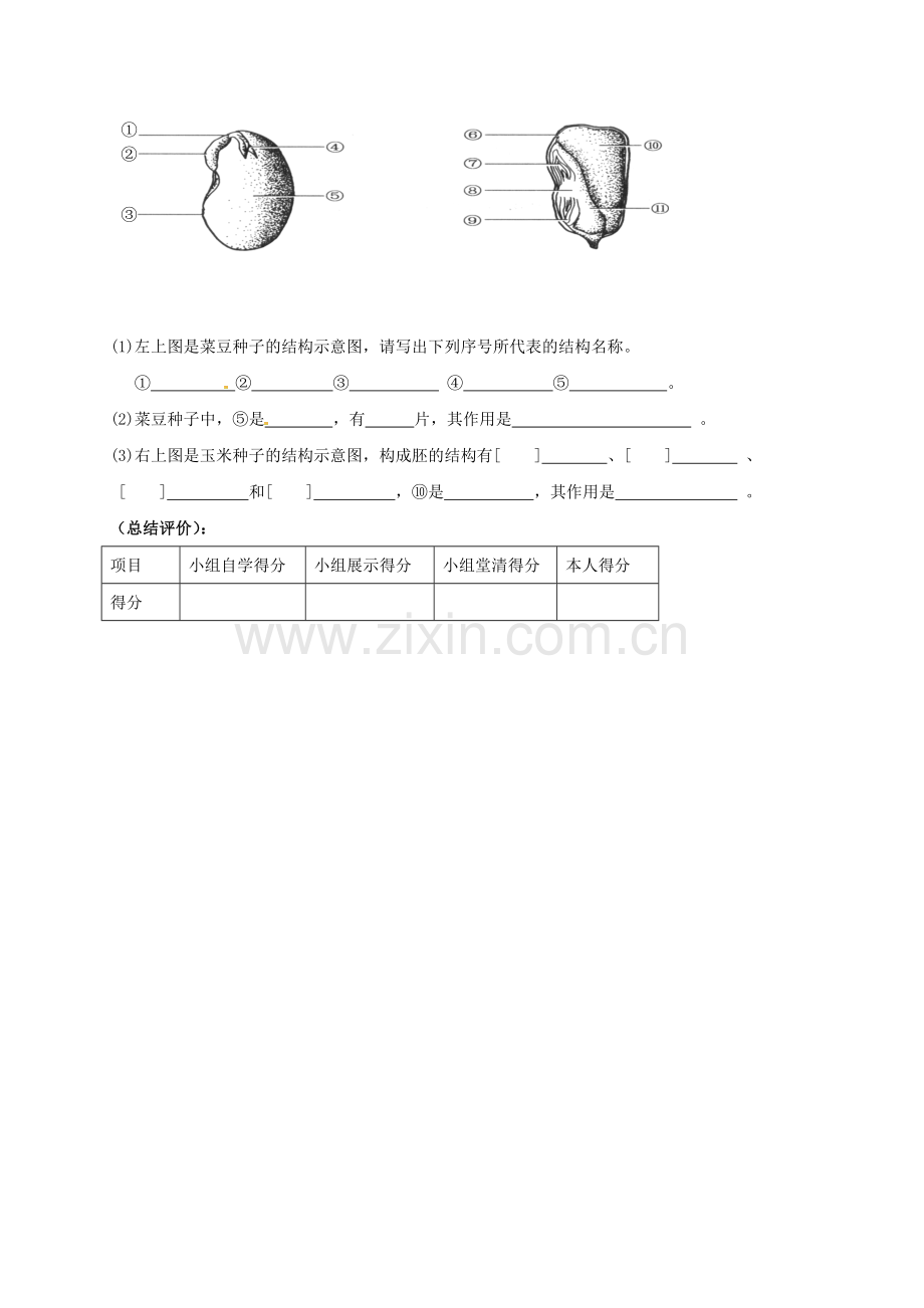 八年级生物上册-192-植物的发育学案1无答案新版苏科版.doc_第3页