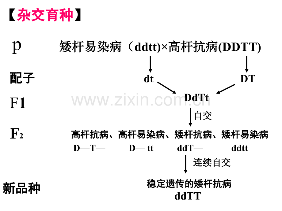 高三生物复习专题.pptx_第2页