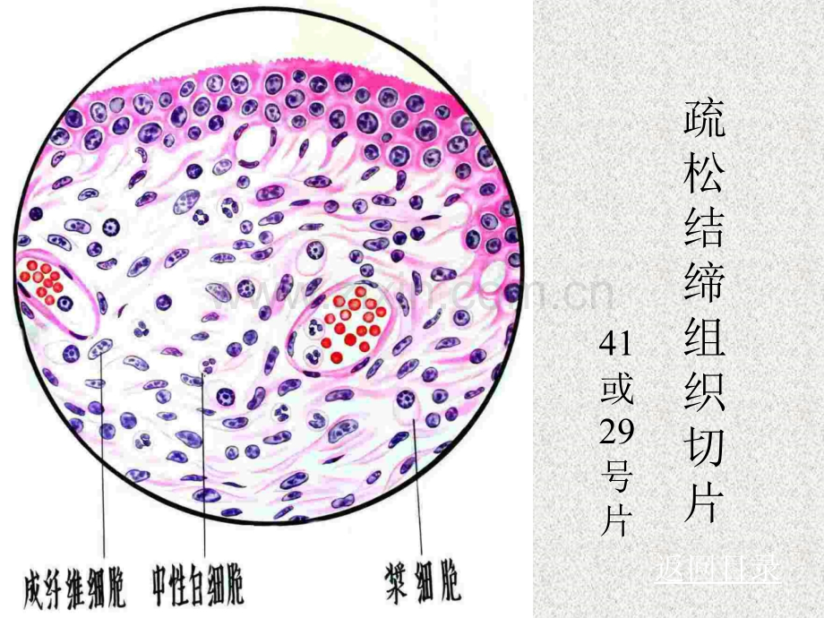 固有结缔组织软骨与骨.pptx_第3页