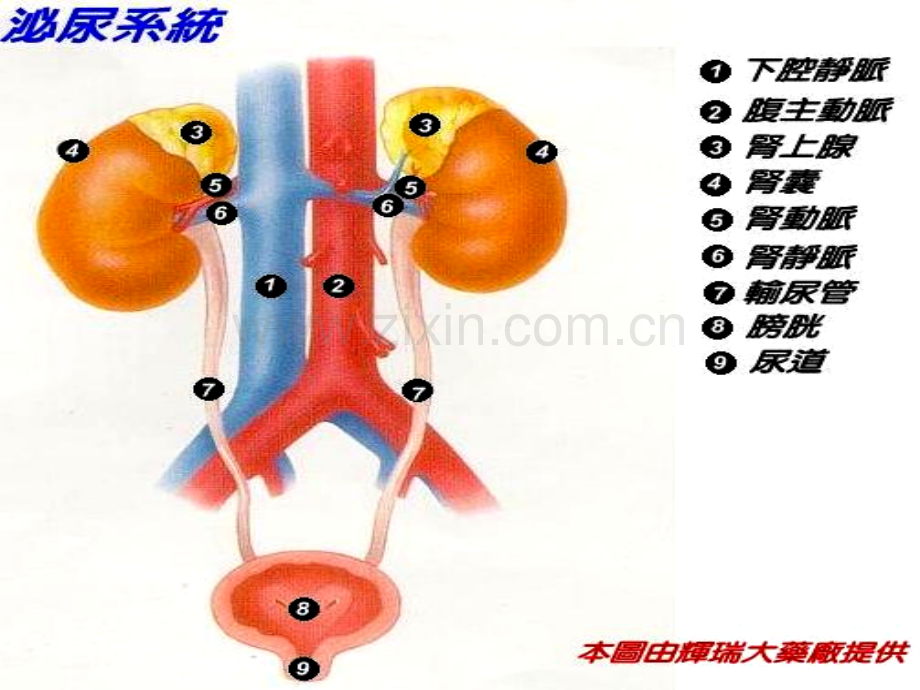 七泌尿系统.pptx_第3页