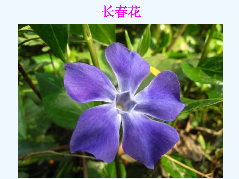 花卉欣赏——长春花.pptx_第2页